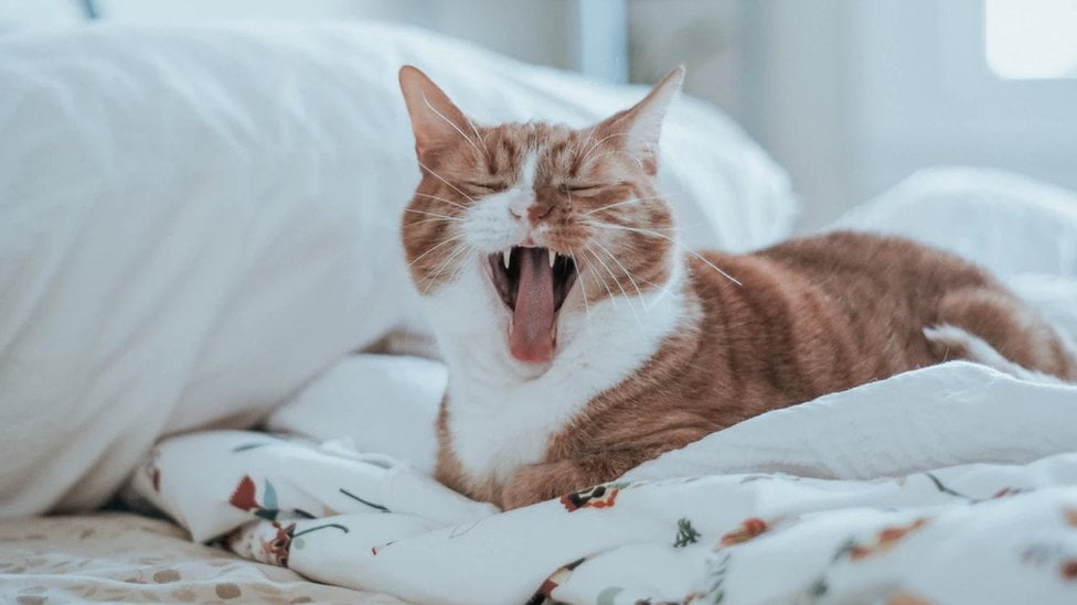 Секрети здорового сну: як виспатись і повернути бадьорість у ваше життя