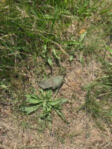 1 Рівненські сапери продовжують розмінування на півдні України