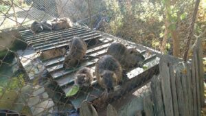 1 Кадри розривають серце: тварини в зоні лиха на Херсонщині (ФОТО, ВІДЕО)