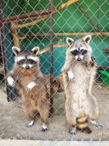 1 Кадри розривають серце: тварини в зоні лиха на Херсонщині (ФОТО, ВІДЕО)