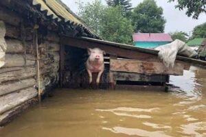 1 Кадри розривають серце: тварини в зоні лиха на Херсонщині (ФОТО, ВІДЕО)