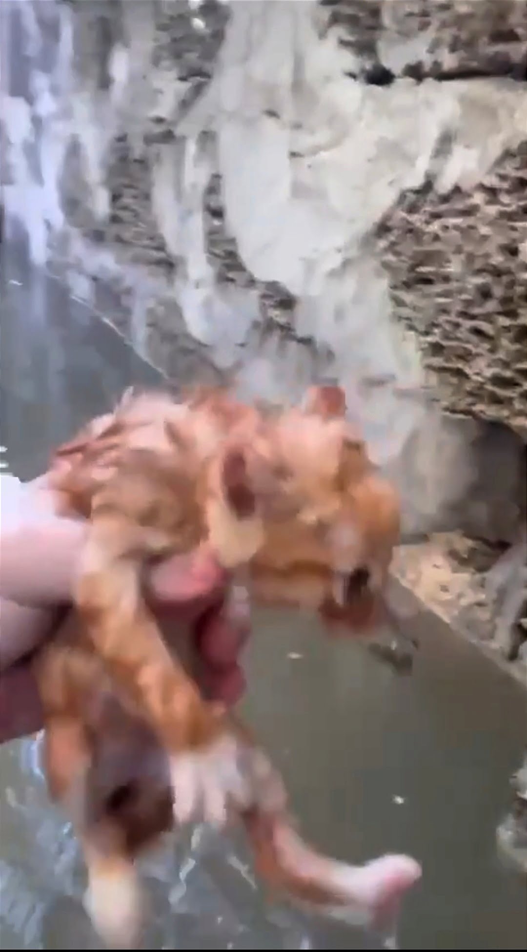 До сліз: порятунок кошеняти в Херсоні (ВІДЕО) 0000