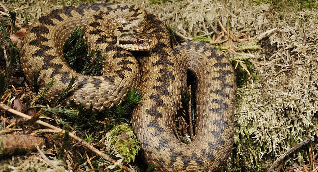 Яких змій можна зустріти в Україні та як розпізнати отруйних? 0000