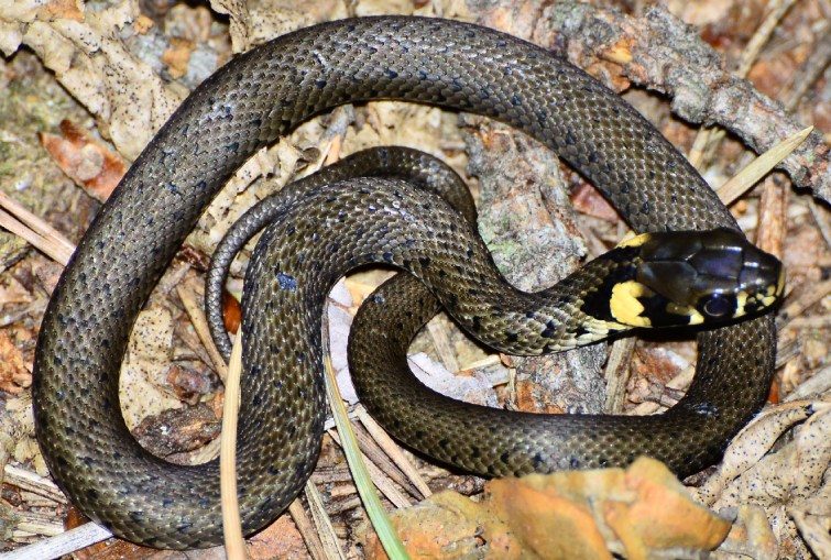 Яких змій можна зустріти в Україні та як розпізнати отруйних - 1. Вуж звичайний
