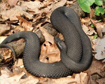 Яких змій можна зустріти в Україні та як розпізнати отруйних - 10. Гадюка Нікольського
