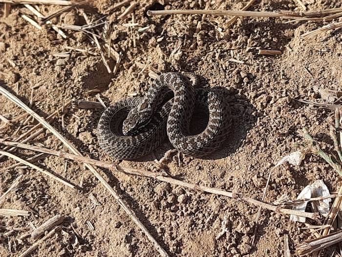 Яких змій можна зустріти в Україні та як розпізнати отруйних - 11. Гадюка степова
