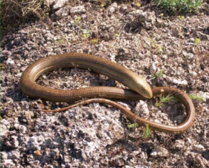 Яких змій можна зустріти в Україні та як розпізнати отруйних - 12. Жовтопузик