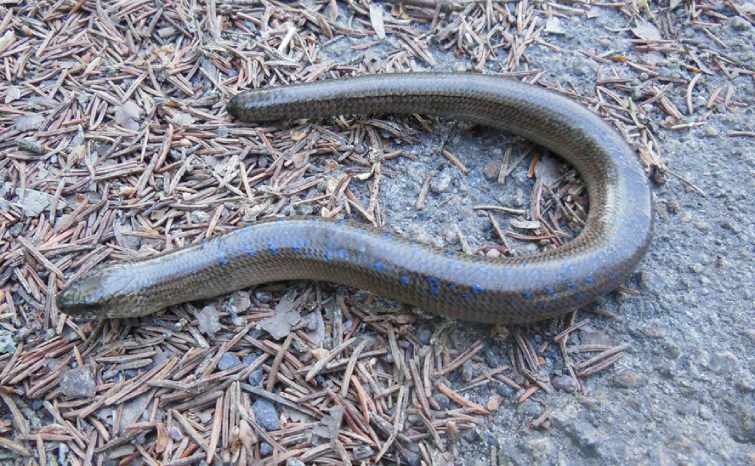 Яких змій можна зустріти в Україні та як розпізнати отруйних - 13. Веретільниця