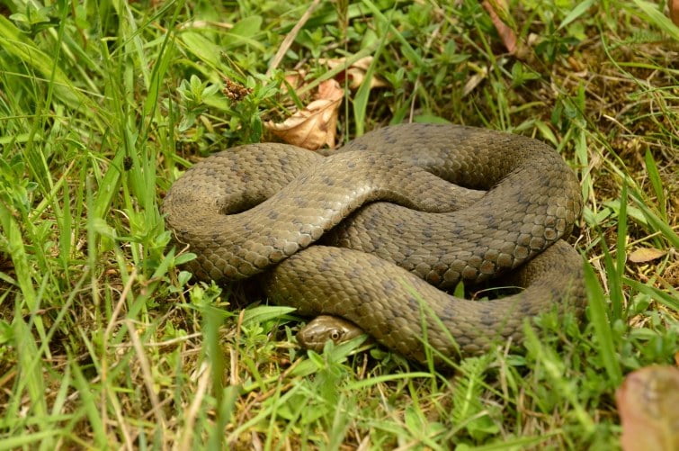Яких змій можна зустріти в Україні та як розпізнати отруйних - 2. Вуж водяний