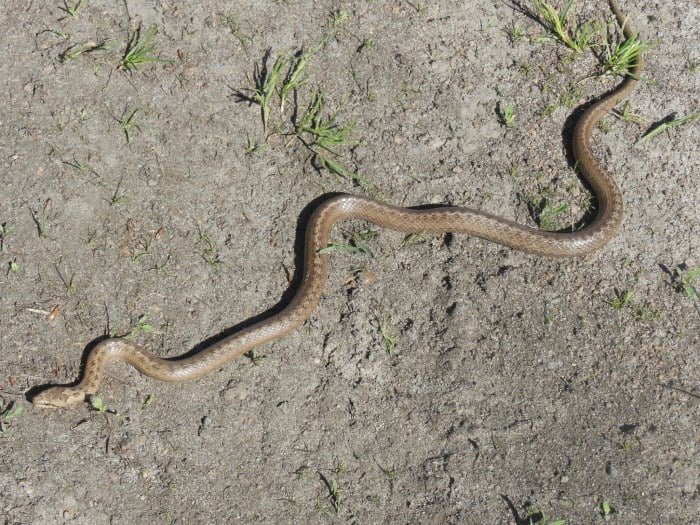 Яких змій можна зустріти в Україні та як розпізнати отруйних - 3. Мідянка