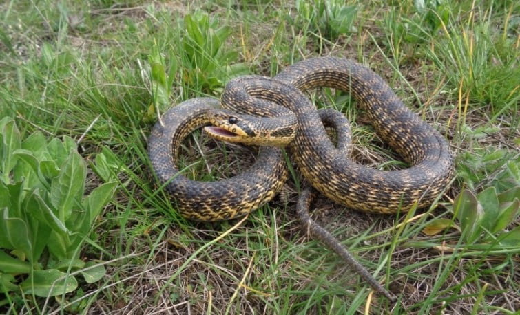 Яких змій можна зустріти в Україні та як розпізнати отруйних - 4. Полоз сарматський