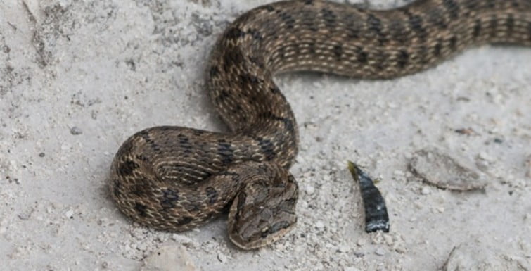 Яких змій можна зустріти в Україні та як розпізнати отруйних - 5. Полоз візерунковий