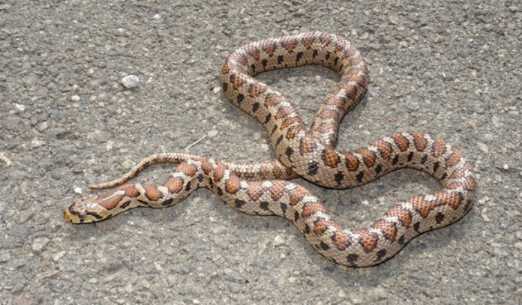 Яких змій можна зустріти в Україні та як розпізнати отруйних - 6. Полоз леопардовий