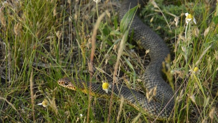 Яких змій можна зустріти в Україні та як розпізнати отруйних - 7. Жовточеревий полоз