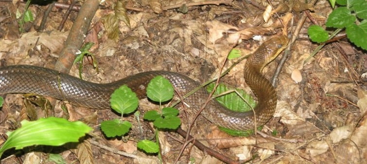 Яких змій можна зустріти в Україні та як розпізнати отруйних - 8. Полоз лісовий