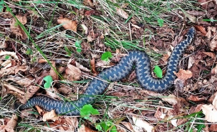 Яких змій можна зустріти в Україні та як розпізнати отруйних - 9. Гадюка звичайна