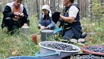 В ліс по ягоди на Рівненщині можна, але не всюди 0000