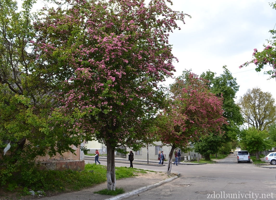 У Здолбунові закуповують 40 нових дерев