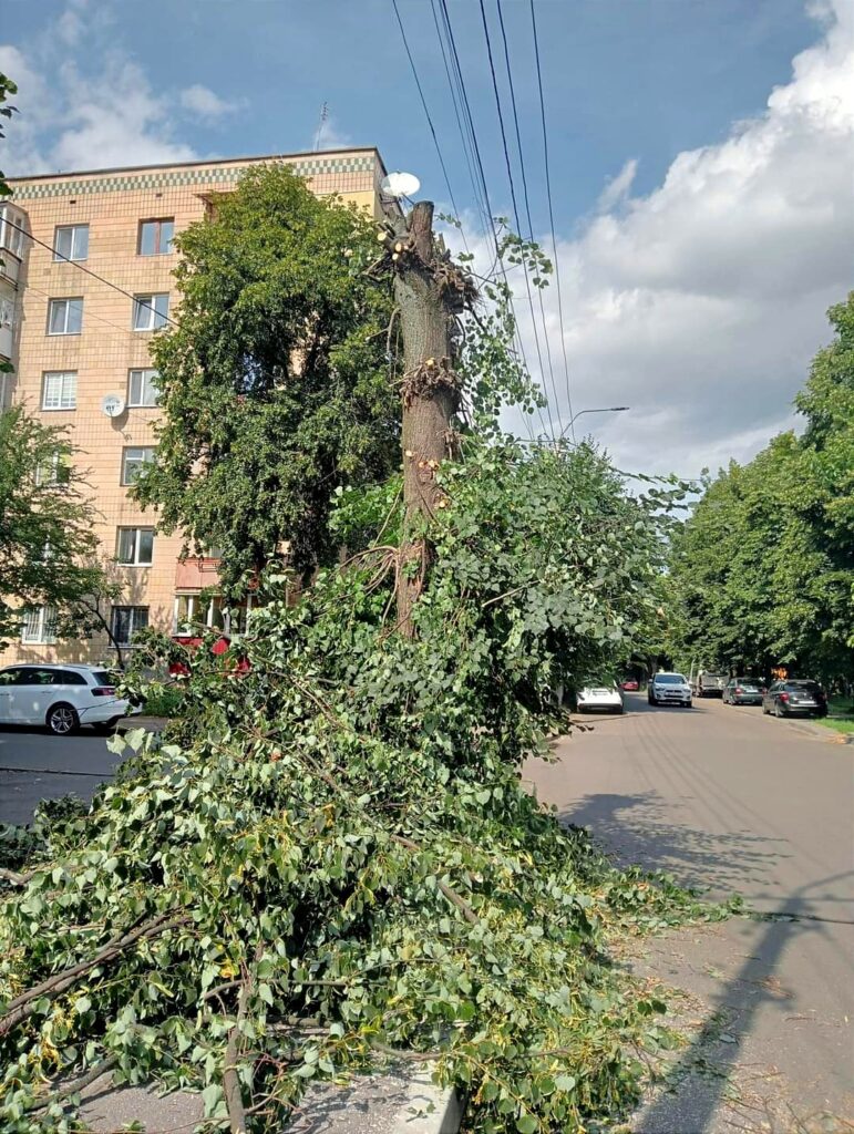 1 Обрубки замість дерев: хто і чому калічить зелені насадження в Рівному