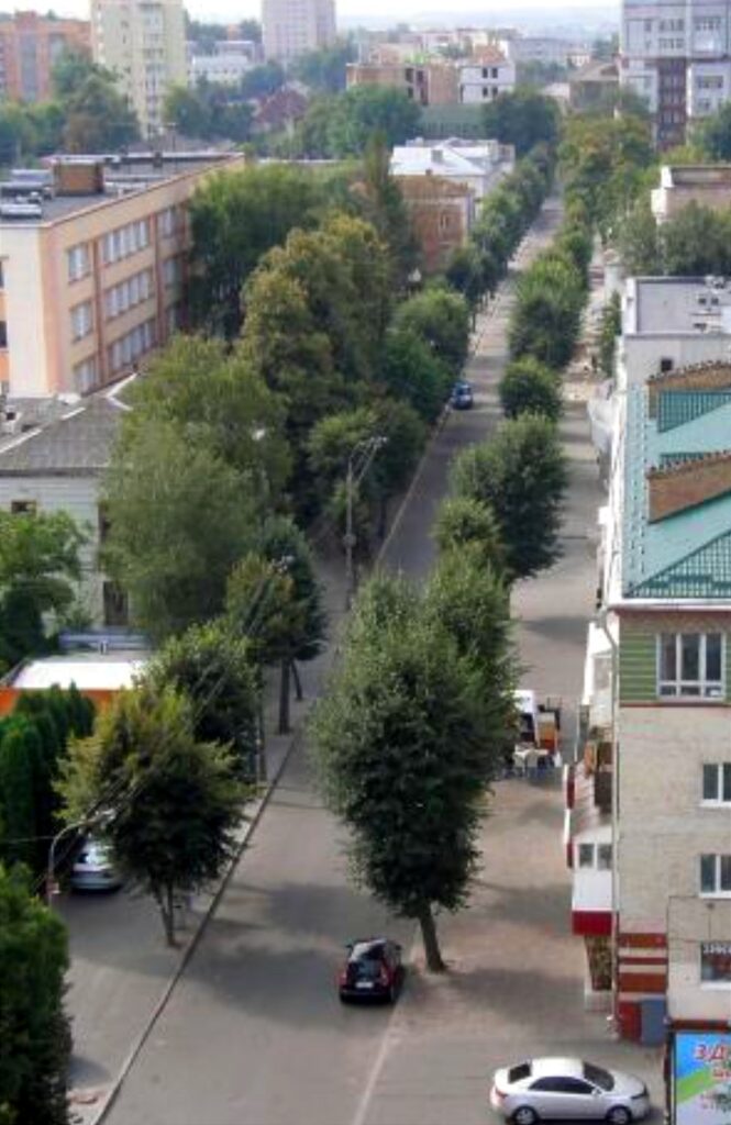 1 Обрубки замість дерев: хто і чому калічить зелені насадження в Рівному