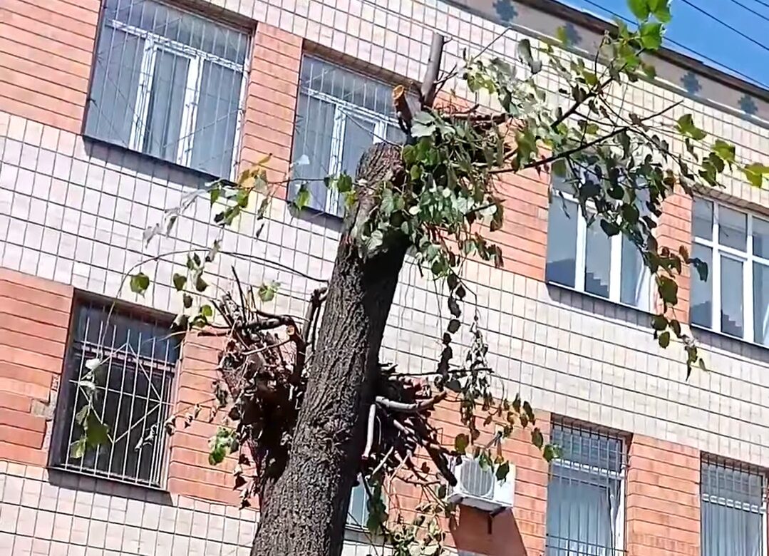 Обрубки замість дерев: хто і чому калічить зелені насадження в Рівному