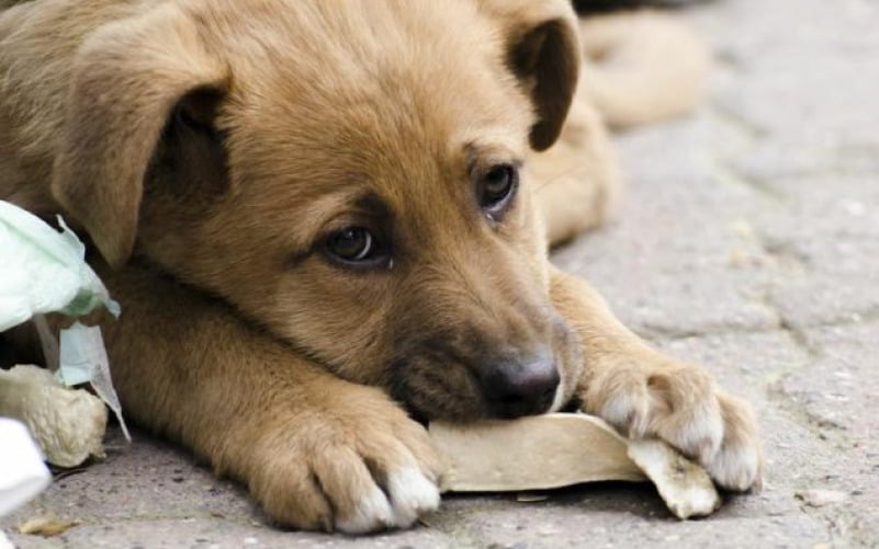 Рівненський ветеринар розповів звідки беруться безпритульні тварини