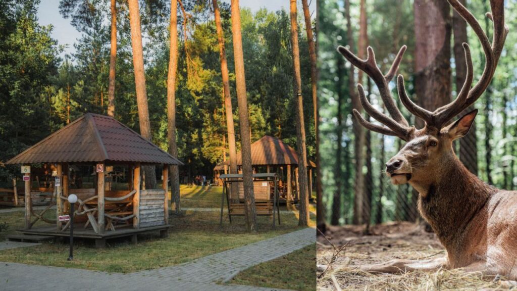 ТОП-6 місць де на Рівненщині відпочити з тваринами - №2 - Мисливсько-спортивний комплекс "Сокіл"