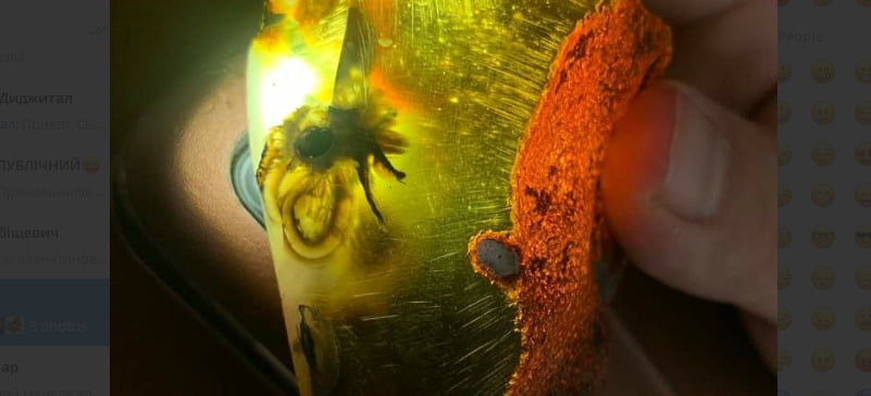 На Рівненщині знайшли доісторичну комаху в бурштині