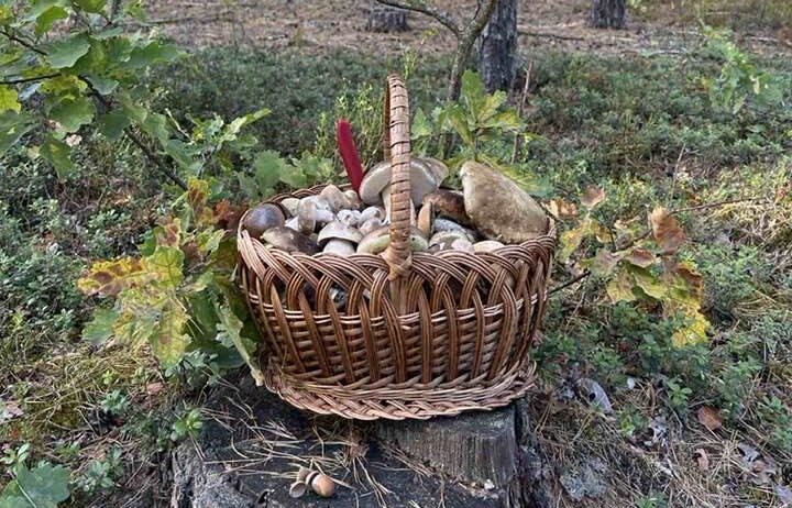 ТОП 6 місць де на Рівненщині ростуть гриби