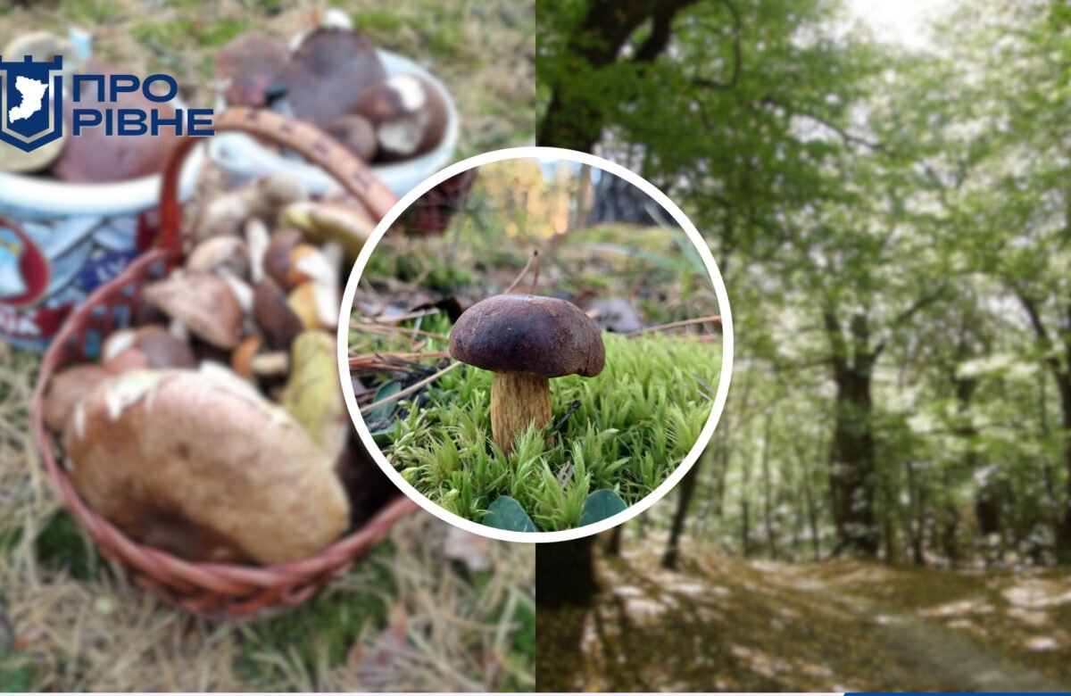ТОП 6 місць де на Рівненщині ростуть гриби