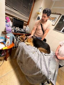 1 У Рівному шукають господарів собаки, якого збив шоумен Андрій Джеджула (ФОТО)