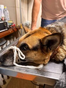 1 У Рівному шукають господарів собаки, якого збив шоумен Андрій Джеджула (ФОТО)