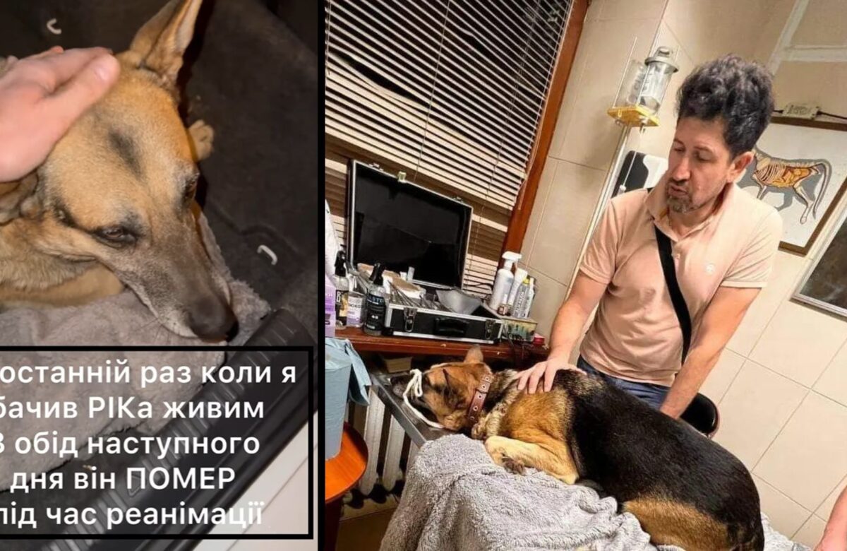 Історія без щасливого кінця: Помер собака, якого у Рівному збив шоумен Андрій Джеджула