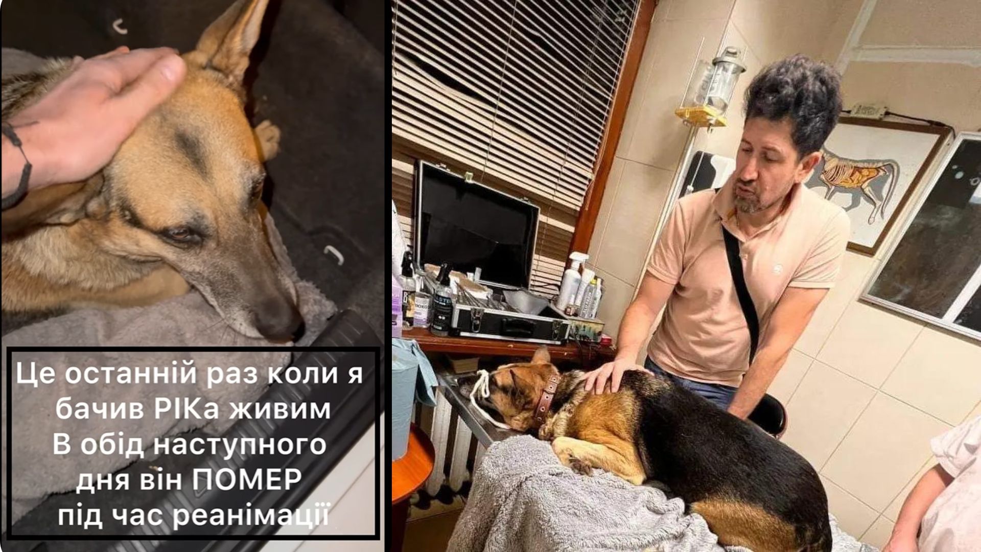 Історія без щасливого кінця: Помер собака, якого у Рівному збив шоумен Андрій Джеджула 0000