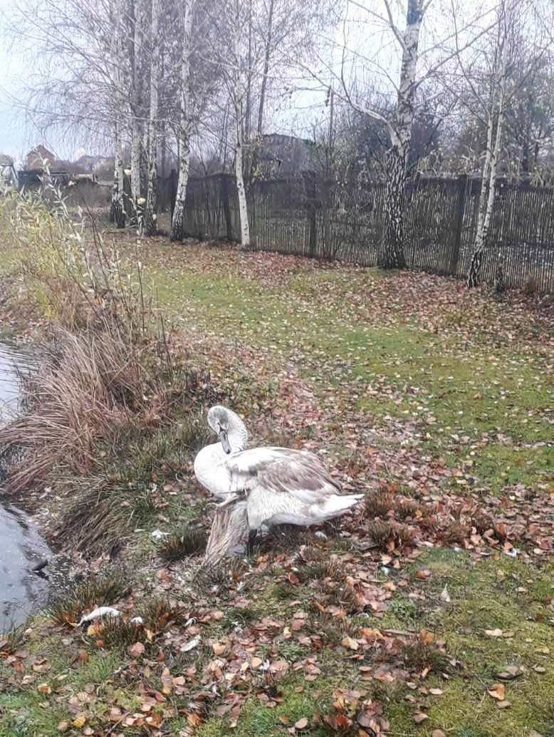1 На Рівненщині врятували травмованого лебедя (ФОТО)