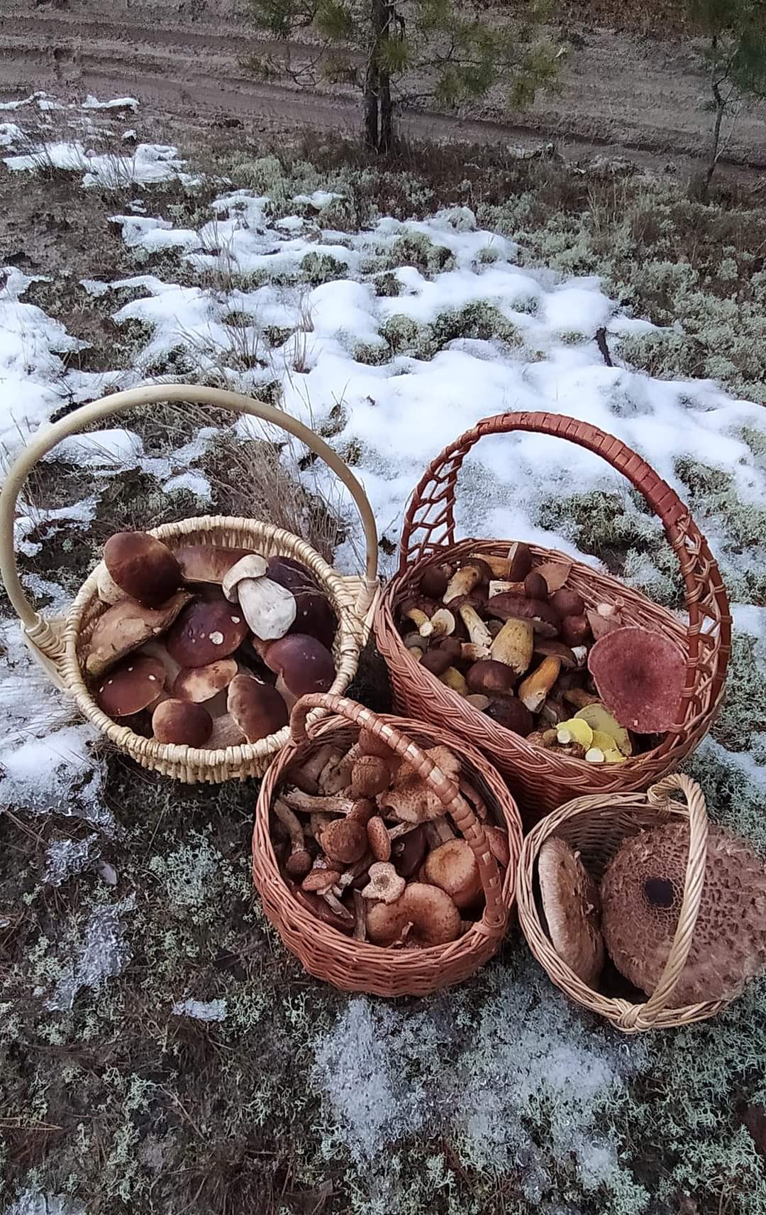 1 На Рівненщині гриби продовжують збирати під снігом (ФОТО)
