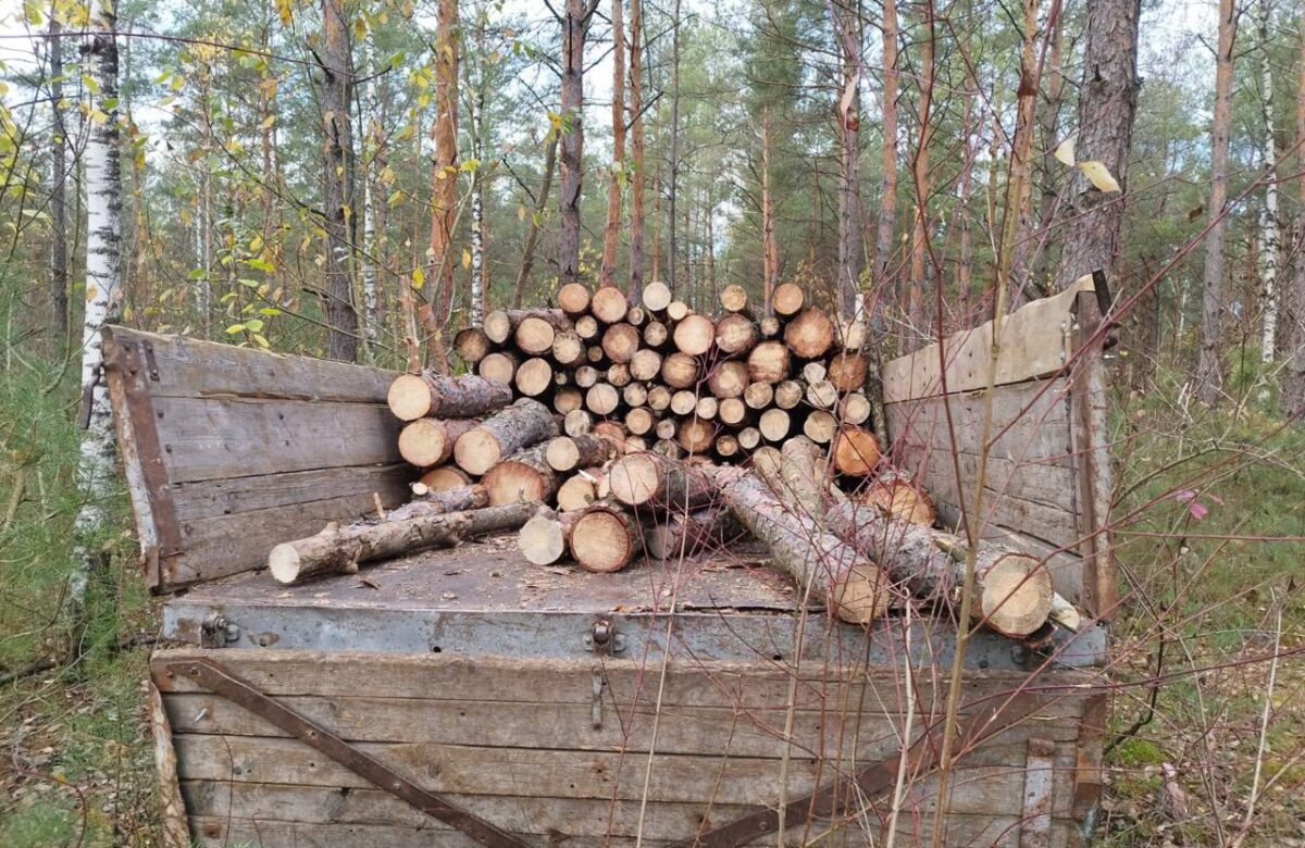 На Рівненщині поліцейські виявили крадіїв деревини