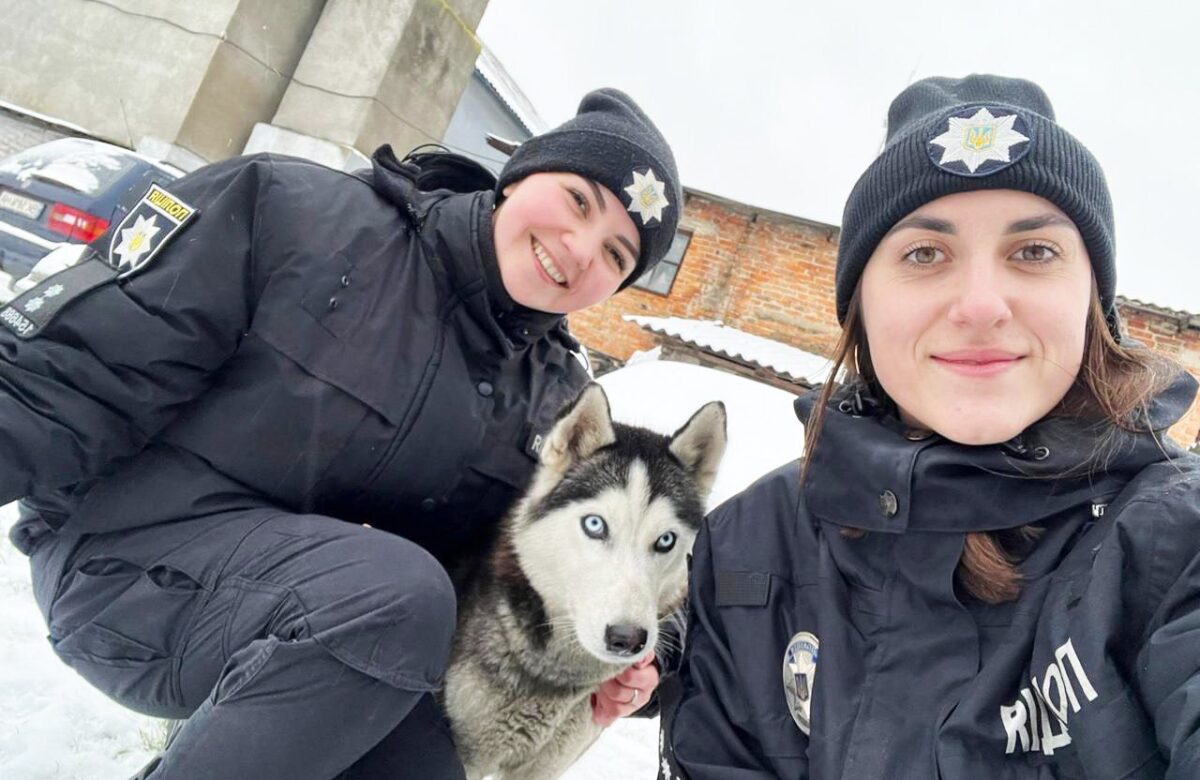 Поблизу Рівного поліцейські прихистили хаскі й розшукують власника