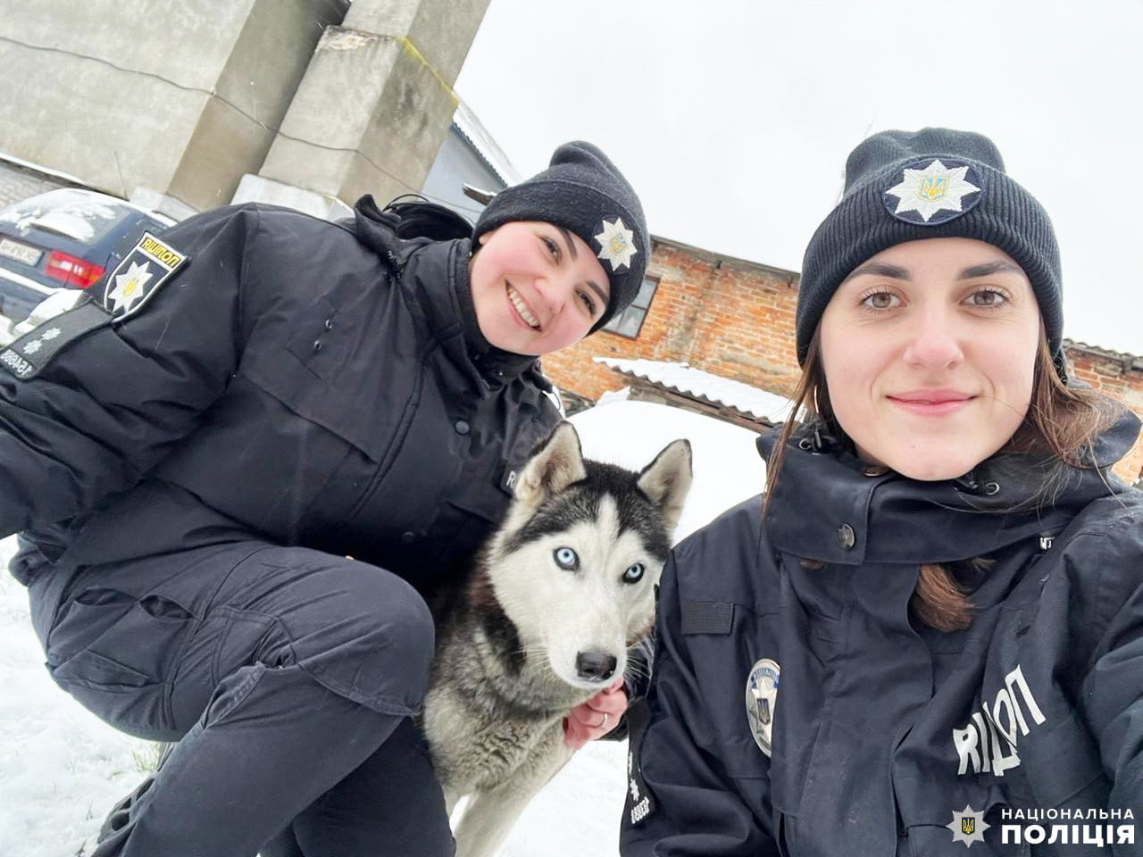 Поблизу Рівного поліцейські прихистили хаскі й розшукують власника 0000