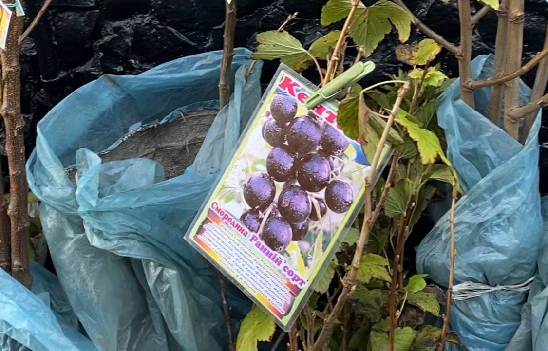 На ринку Рівного зʼявились саджанці дерев: перелік, ціни