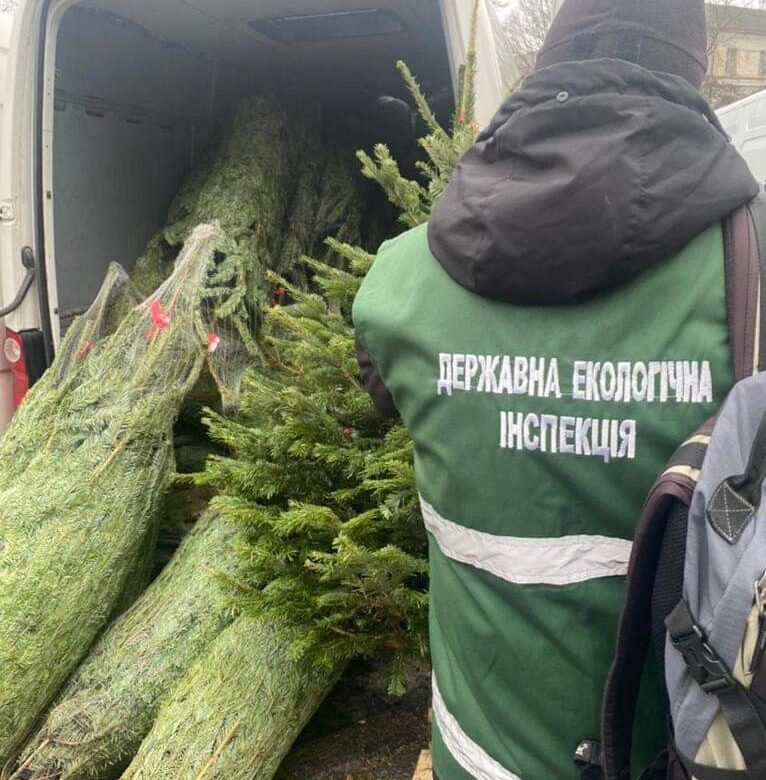 Рівнян попереджують про серйозні штрафи за зрубану ялинку