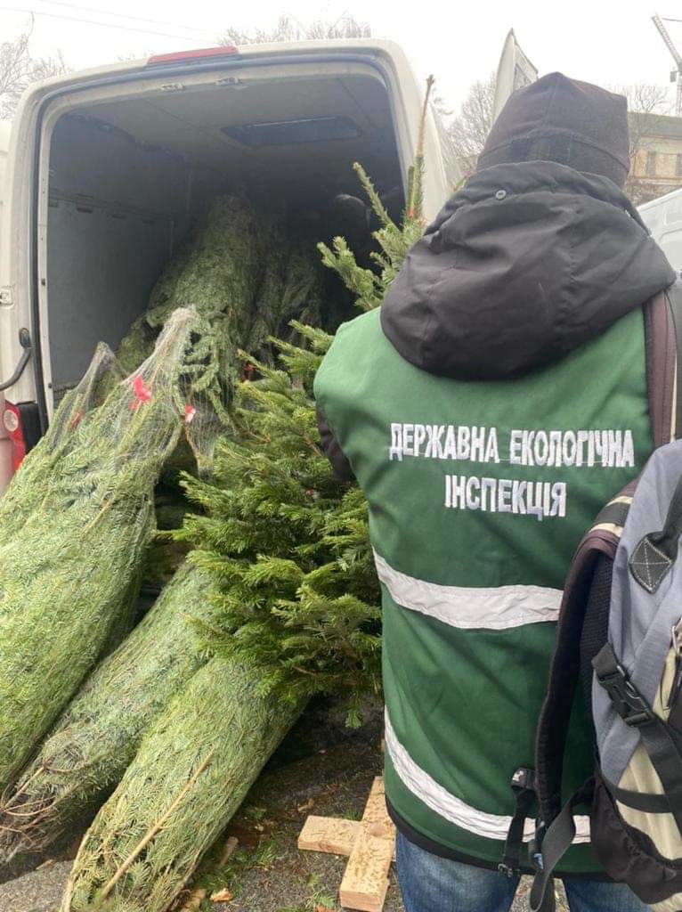 Рівнян попереджують про серйозні штрафи за зрубану ялинку 0000