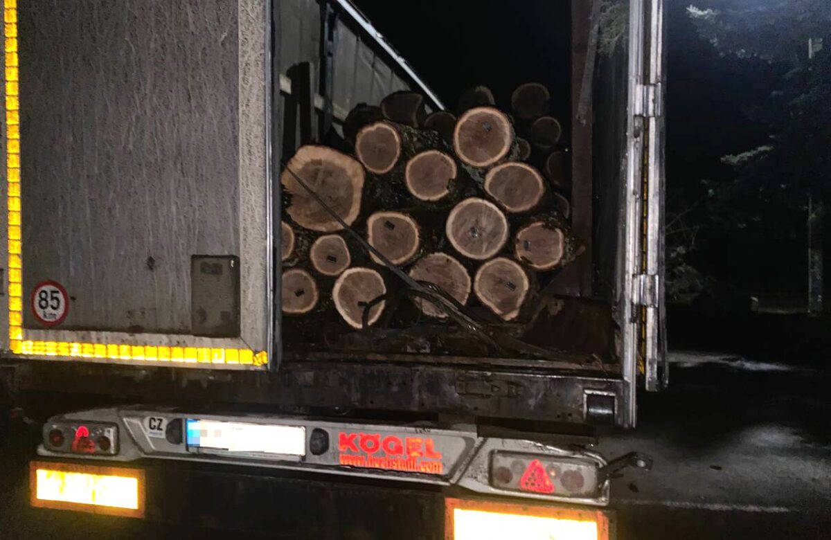 На Рівненщині водій перевозив крадений дуб на причепі з несправним освітленням
