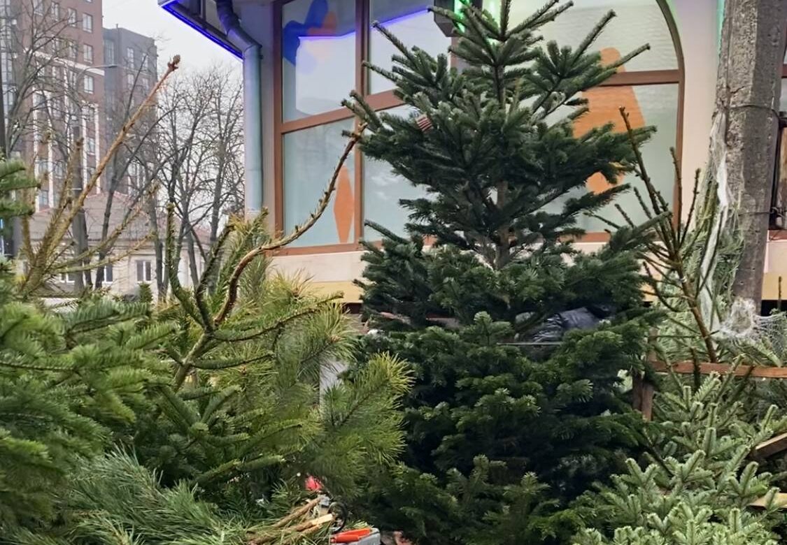 Скільки коштують ялинки на ринку у Рівному