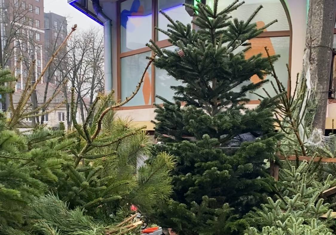 Скільки коштують ялинки на ринку у Рівному 0000
