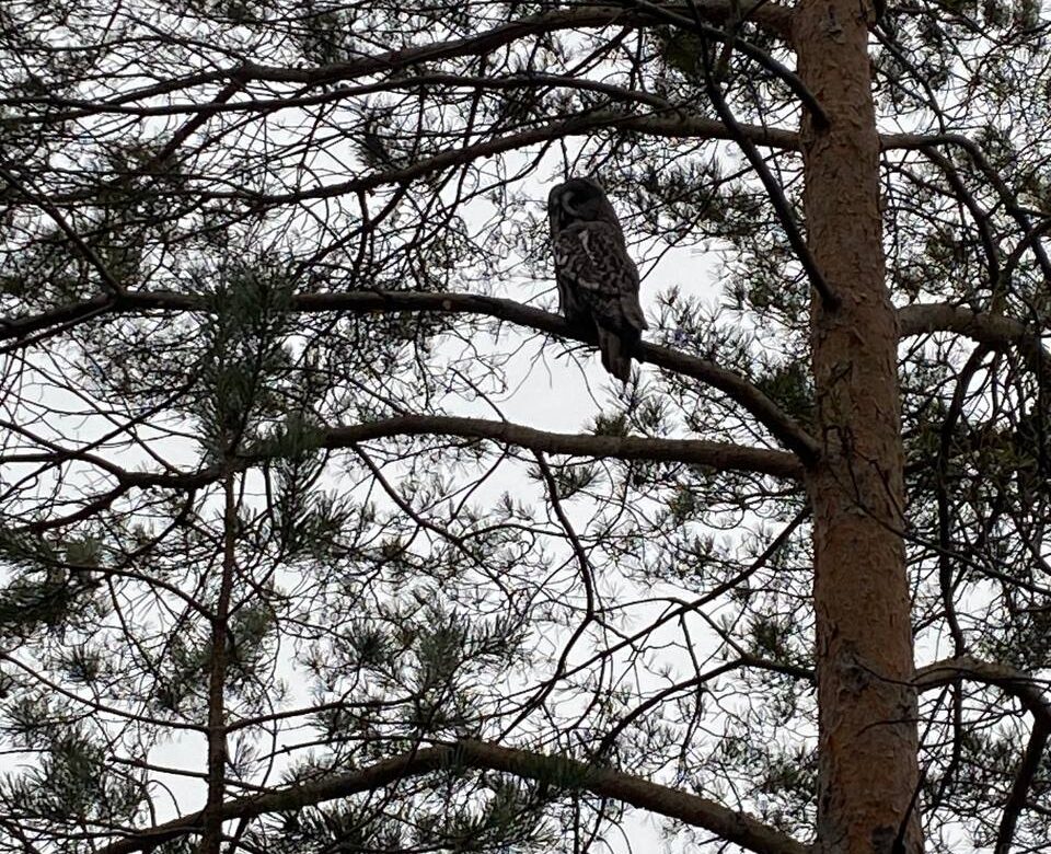 У нацпарку Рівненщини помітили рідкісну червонокнижну сову