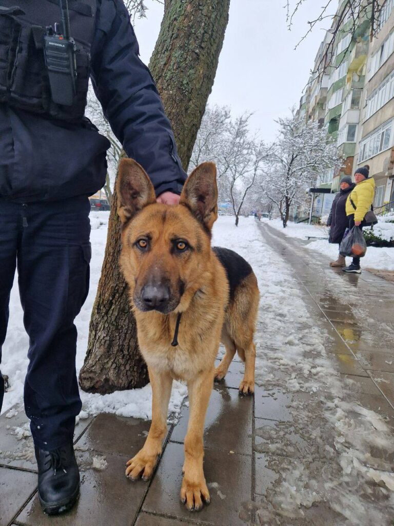 1 Рівненські патрульні розшукують власника вівчарки (ФОТО)