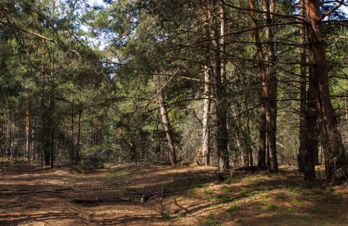 На Рівненщині зросла популяція диких тварин, які можуть переносити сказ