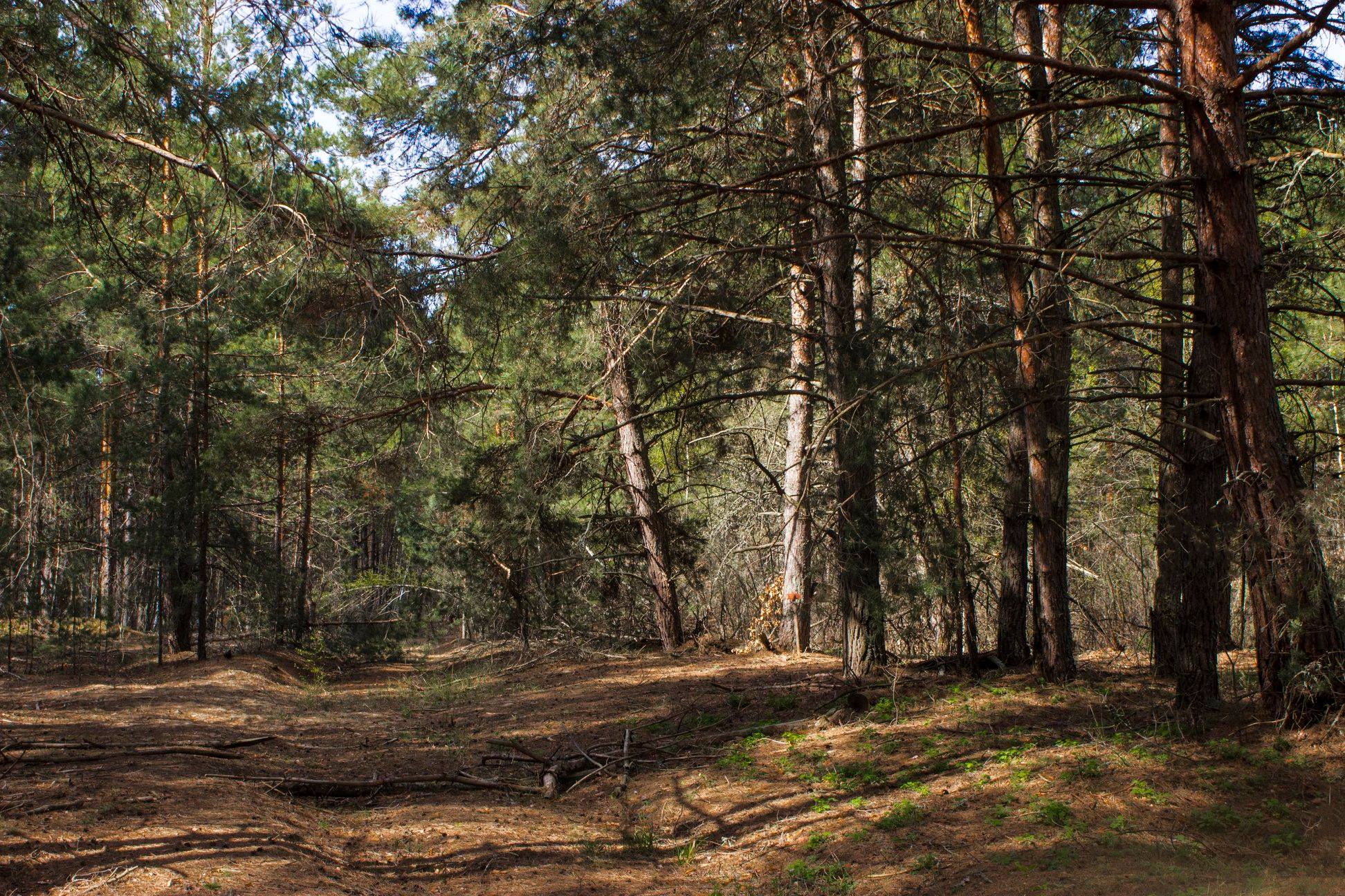 На Рівненщині зросла популяція диких тварин, які можуть переносити сказ 0000