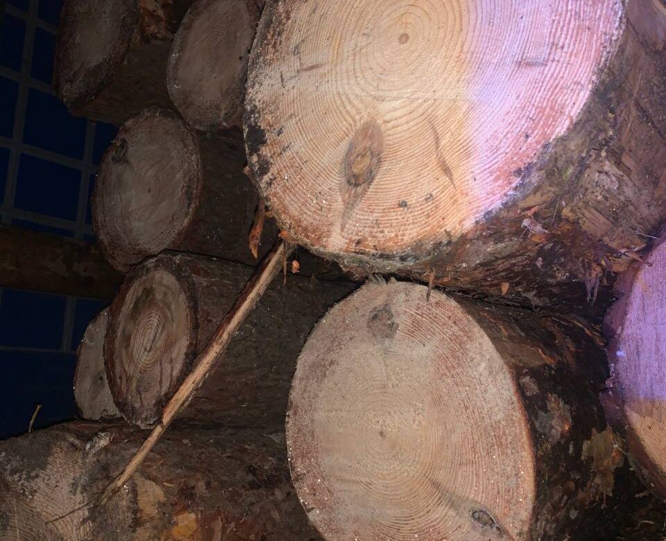 На Рівненщині патрульні виявили незаконні вирубки зелених насаджень